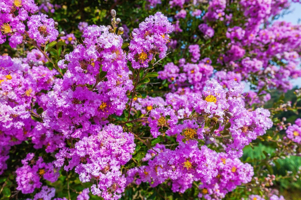 Lilac Crepe Myrtle Seeds - Lagerstroemia Indica - 35 Count - Light Purple Flowering Shrub - Image 1