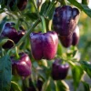 Lilac Sweet Bell Pepper Seeds - 30 Count, Mild & Crisp, Container Garden - Image 1