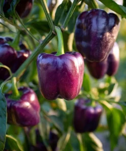 Lilac Sweet Bell Pepper Seeds - 30 Count, Mild & Crisp, Container Garden - Image 1