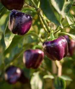 Lilac Sweet Bell Pepper Seeds - 30 Count, Mild & Crisp, Container Garden - Image 3