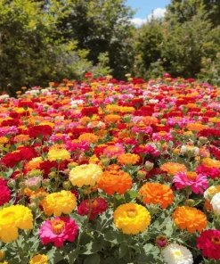 Lilliput Zinnia Seeds - 50 Count, Dwarf Double Blooms, Mixed Colors, Easy Grow - Image 2
