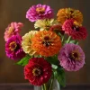 Lilliput Zinnia Seeds - 50 Count, Dwarf Double Blooms, Mixed Colors, Easy Grow - Image 1