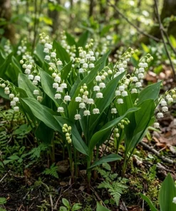 Lilly of the Valley Bare Root Plant - 5 Fresh Rhizomes, Fragrant White Flowers, 4-6 Inch, Outdoor - Image 2