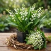 Lilly of the Valley Bare Root Plant - 5 Fresh Rhizomes, Fragrant White Flowers, 4-6 Inch, Outdoor - Image 1