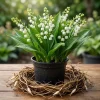 Lilly of the Valley Bare Root Rhizomes - 10 Pack, Fragrant White Blooms - Image 1