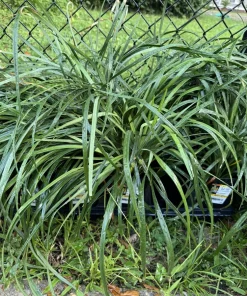 Lily Turf Live Plant - Evergreen Ornamental Grass - Outdoor Garden - Image 2