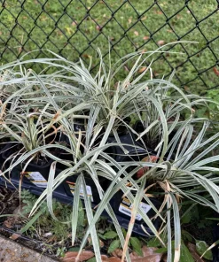 Lily Turf Live Plant - Evergreen Ornamental Grass - Outdoor Garden - Image 3