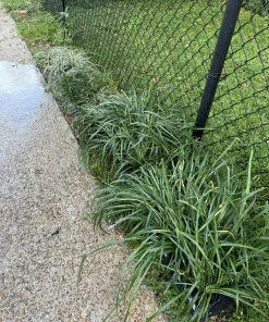 Lilyturf Live Plant - Liriope muscari Evergreen Ground Cover Border Plant - Image 4