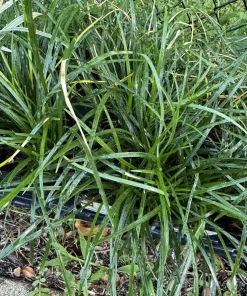 Lilyturf Live Plant - Liriope muscari Evergreen Ground Cover Border Plant - Image 5