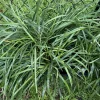 Lilyturf Live Plant - Liriope muscari Evergreen Ground Cover Border Plant - Image 1