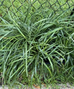 Lilyturf Live Plant - Liriope muscari Evergreen Ground Cover Border Plant - Image 1
