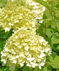 Limelight Hydrangea Live Plant – Color Changing Shrub – 6-12" Tall – Quart Pot - Image 2