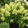 Limelight Hydrangea Live Plant – Color Changing Shrub – 6-12" Tall – Quart Pot - Image 1