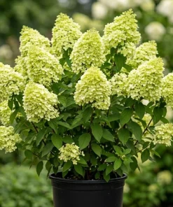 Limelight Hydrangea Live Plant – Color Changing Shrub – 6-12" Tall – Quart Pot - Image 1