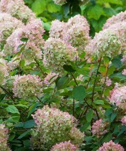 Limelight Hydrangea Live Plant – Color Changing Shrub – 6-12