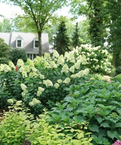 Limelight Hydrangea Live Plant – Color Changing Shrub – 6-12