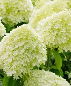 Limelight Hydrangea Live Plant – Color Changing Shrub – 6-12