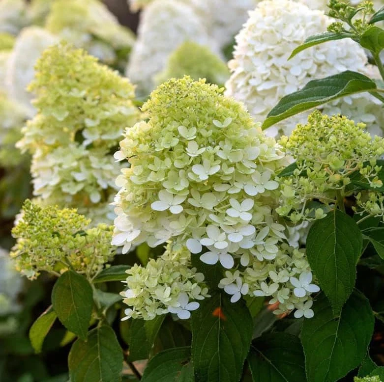 Limelight Hydrangea Shrub Live Plant - 10-16" Tall, Quart Pot, Panicle Hydrangea - Image 3
