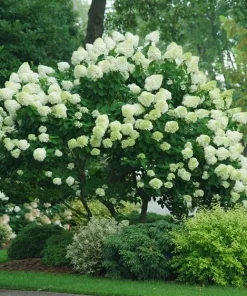 Limelight Hydrangea Shrub Live Plant - 10-16