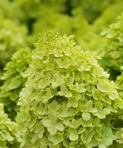 Limelight Hydrangea Shrub Live Plant - 10-16