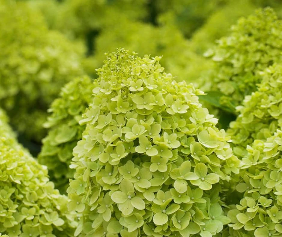 Limelight Hydrangea Shrub Live Plant - 10-16" Tall, Quart Pot, Panicle Hydrangea - Image 5