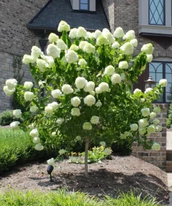 Limelight Hydrangea Shrub Live Plant - 10-16