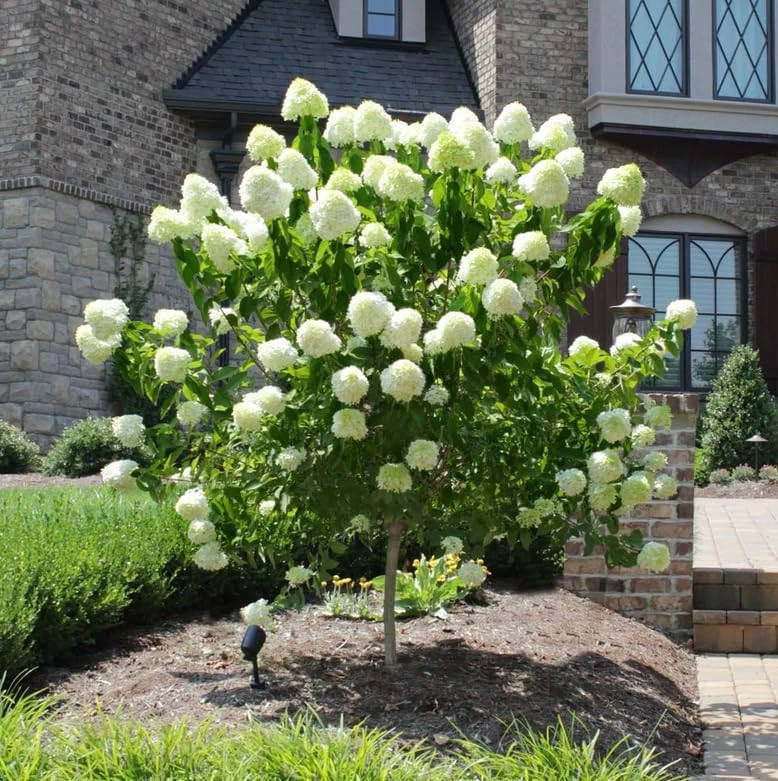 Limelight Hydrangea Shrub Live Plant - 10-16" Tall, Quart Pot, Panicle Hydrangea - Image 7