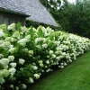 Limelight Hydrangea Shrub Live Plant - 10-16" Tall, Quart Pot, Panicle Hydrangea - Image 1