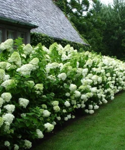 Limelight Hydrangea Shrub Live Plant - 10-16" Tall, Quart Pot, Panicle Hydrangea - Image 1