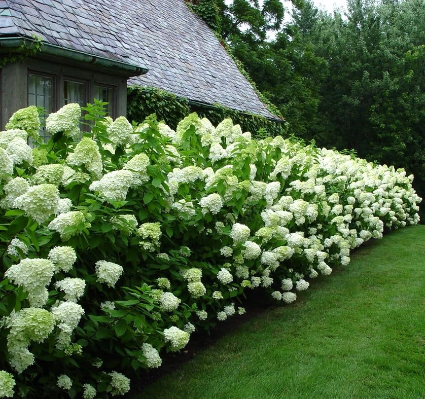 Limelight Hydrangea Shrub Live Plant - 10-16" Tall, Quart Pot, Panicle Hydrangea - Image 1