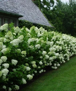 Limelight Hydrangea Shrub Live Plant – 6-12 inches tall – 2.5 inch pot – Outdoor - Image 4