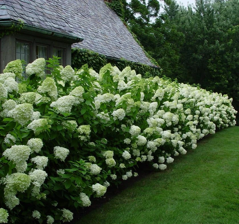 Limelight Hydrangea Shrub Live Plant – 6-12 inches tall – 2.5 inch pot – Outdoor - Image 4