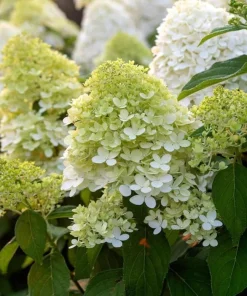Limelight Hydrangea Shrub Live Plant – 6-12 inches tall – 2.5 inch pot – Outdoor - Image 5