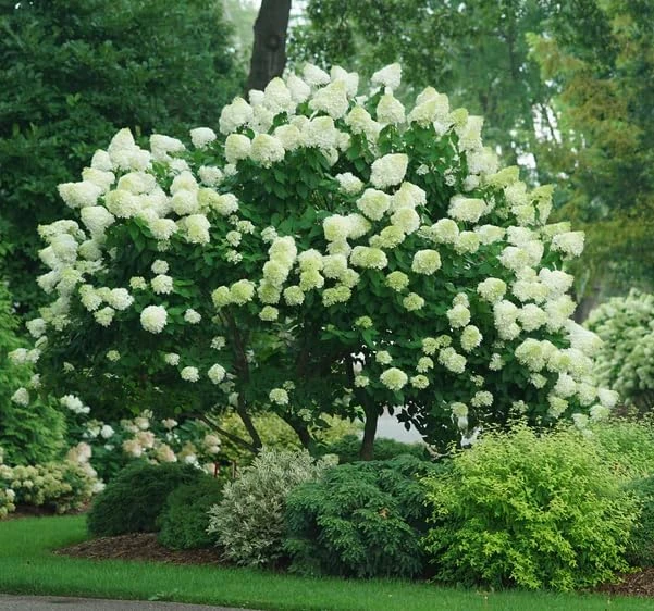 Limelight Hydrangea Shrub Live Plant – 6-12 inches tall – 2.5 inch pot – Outdoor - Image 6