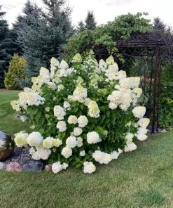 Limelight Hydrangea Shrub Live Plant – 6-12 inches tall – 2.5 inch pot – Outdoor - Image 8