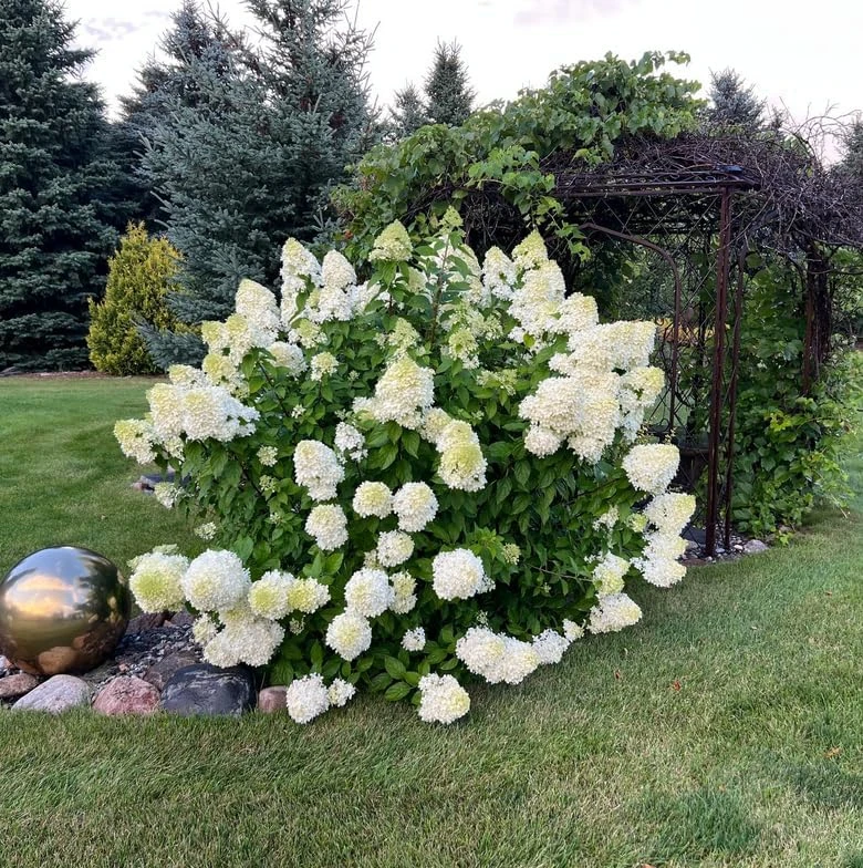 Limelight Hydrangea Shrub Live Plant – 6-12 inches tall – 2.5 inch pot – Outdoor - Image 8