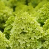 Limelight Hydrangea Shrub Live Plant – 6-12 inches tall – 2.5 inch pot – Outdoor - Image 1