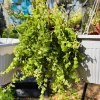 Lipstick Curly Plant Live Indoor Houseplant - Unique Foliage - Image 1