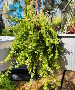 Lipstick Curly Plant Live Indoor Houseplant - Unique Foliage - Image 1