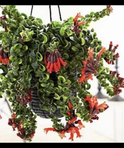 Lipstick Plant Live Plant – Large Potted Aeschynanthus – Easy Care Indoor Outdoor - Image 1