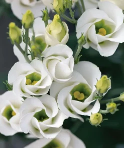 Lisianthus Seeds - Solo White F1 Eustoma grandiflorum - 25 Seeds - Pure White Blooms - Image 2