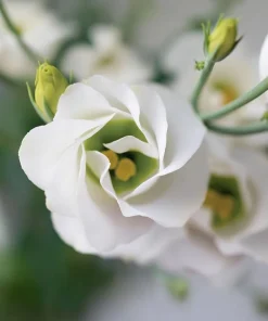 Lisianthus Seeds - Solo White F1 Eustoma grandiflorum - 25 Seeds - Pure White Blooms - Image 3