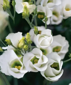 Lisianthus Seeds - Solo White F1 Eustoma grandiflorum - 25 Seeds - Pure White Blooms - Image 4