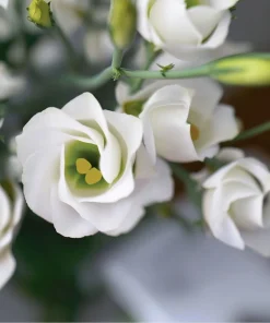 Lisianthus Seeds - Solo White F1 Eustoma grandiflorum - 25 Seeds - Pure White Blooms - Image 5