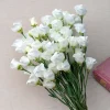 Lisianthus Seeds - Solo White F1 Eustoma grandiflorum - 25 Seeds - Pure White Blooms - Image 1