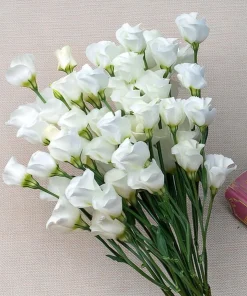 Lisianthus Seeds - Solo White F1 Eustoma grandiflorum - 25 Seeds - Pure White Blooms - Image 1
