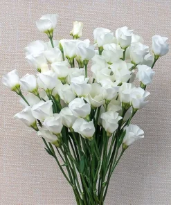 Lisianthus Seeds - Solo White F1 Eustoma grandiflorum - 25 Seeds - Pure White Blooms - Image 6