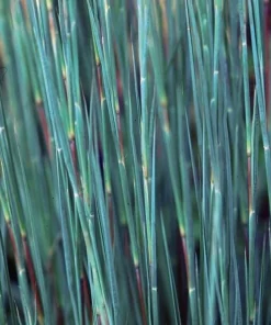 Little Bluestem Prairie Blues Schizachyrium Live Starter Plant Ships in Pot, Native Ornamental Grass - Image 2