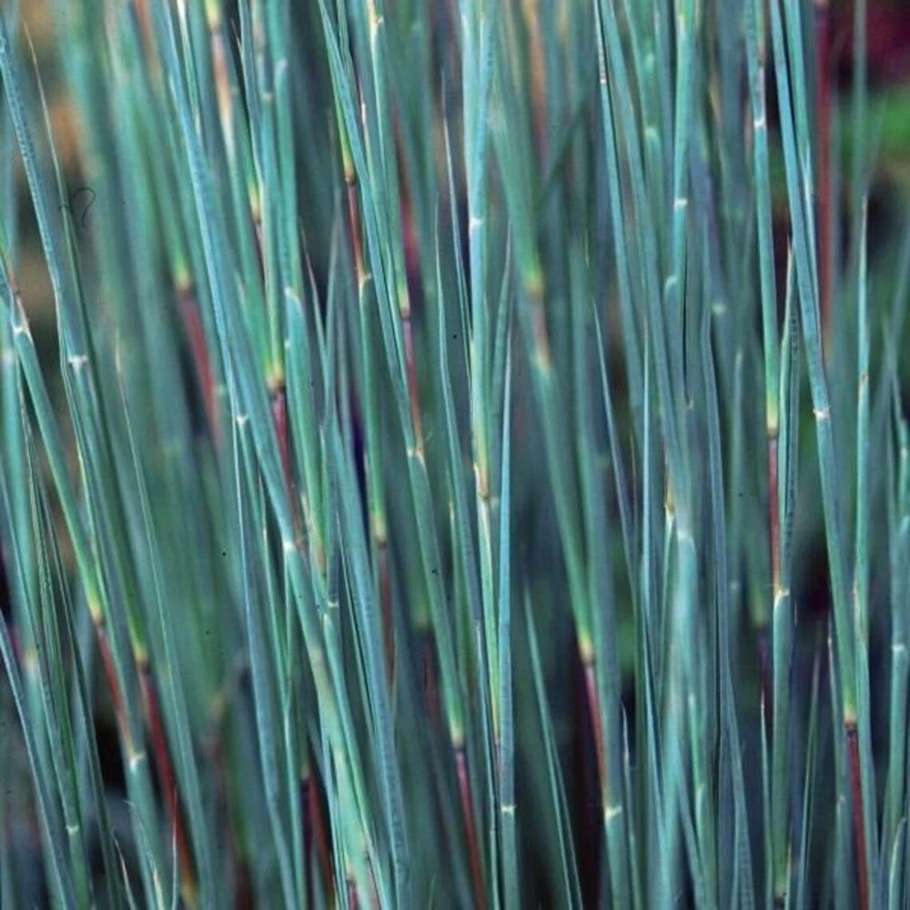 Little Bluestem Prairie Blues Schizachyrium Live Starter Plant Ships in Pot, Native Ornamental Grass - Image 2