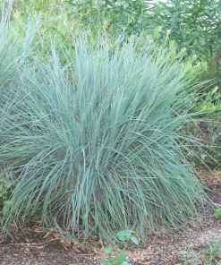 Little Bluestem Prairie Blues Schizachyrium Live Starter Plant Ships in Pot, Native Ornamental Grass - Image 3